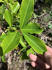 Myrsine crassifolia