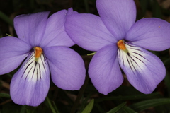 Viola pedata