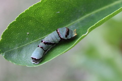 Papilio ambrax