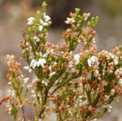 Erica physodes