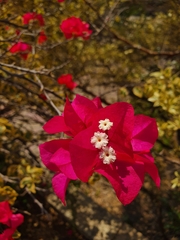 Bougainvillea