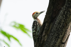 Leiopicus mahrattensis