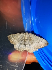 Odontognophos dumetata