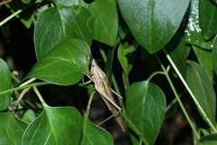 Euconocephalus varius