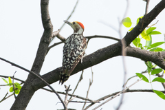 Leiopicus mahrattensis