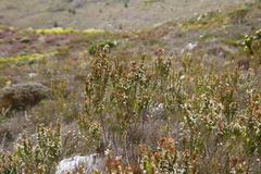 Erica physodes