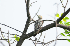 Leiopicus mahrattensis