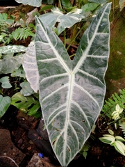 Alocasia
