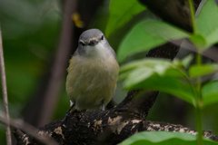 Pericrocotus cinnamomeus