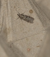 Eudonia angustea
