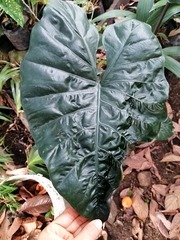 Alocasia