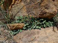 Euphorbia tuberosa