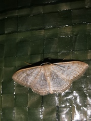 Idaea subsericeata