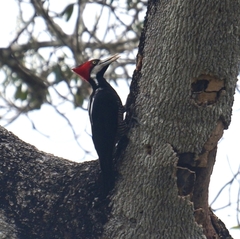 Campephilus melanoleucos