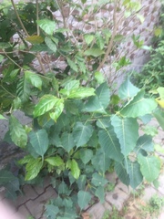Ficus religiosa
