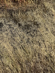 Eragrostis lehmanniana