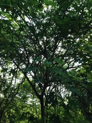 Cnidoscolus megacanthus