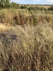 Eragrostis lehmanniana