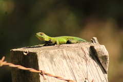 Sceloporus formosus