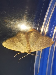 Idaea subsericeata