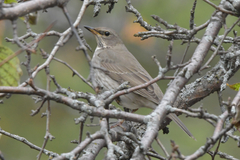 Turdus atrogularis