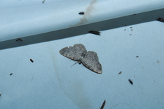 Aethalura intertexta