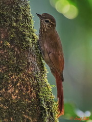 Glyphorynchus spirurus
