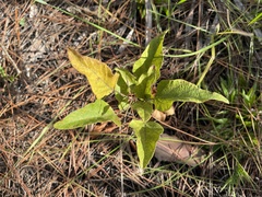 Desmodium floridanum