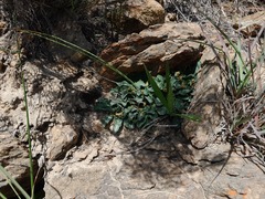 Euphorbia tuberosa