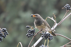 Turdus atrogularis
