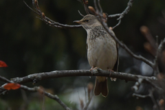 Turdus atrogularis