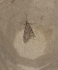 Eudonia angustea
