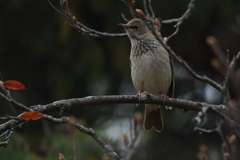 Turdus atrogularis