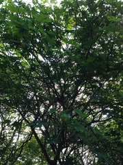 Cnidoscolus megacanthus