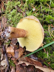 Suillus cavipes