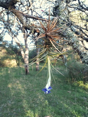 Tillandsia aeranthos