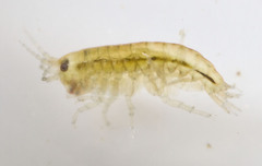 Hyalella