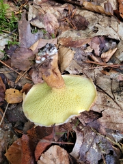 Suillus cavipes