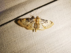 Idaea filicata