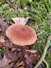 Suillus cavipes
