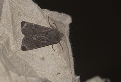 Aporophyla lutulenta