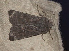 Aporophyla lutulenta