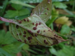 Puccinia circaeae