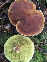 Suillus cavipes
