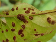 Puccinia circaeae