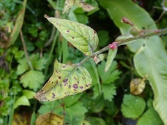 Puccinia circaeae