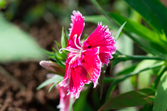 Dianthus chinensis