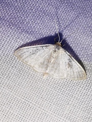 Idaea subsericeata