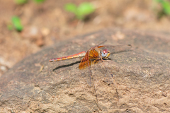 Trithemis kirbyi