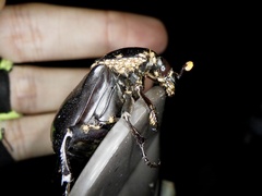 Nicrophorus concolor